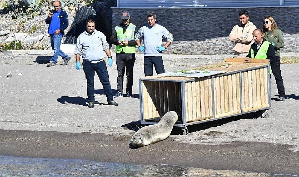 Tedavisi tamamlanan Akdeniz foku mavi sularla buluştu